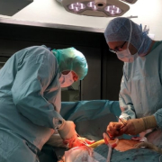 Wykonywanie operacji transplantacji serca