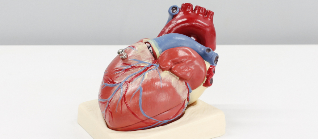 Anatomia serce
